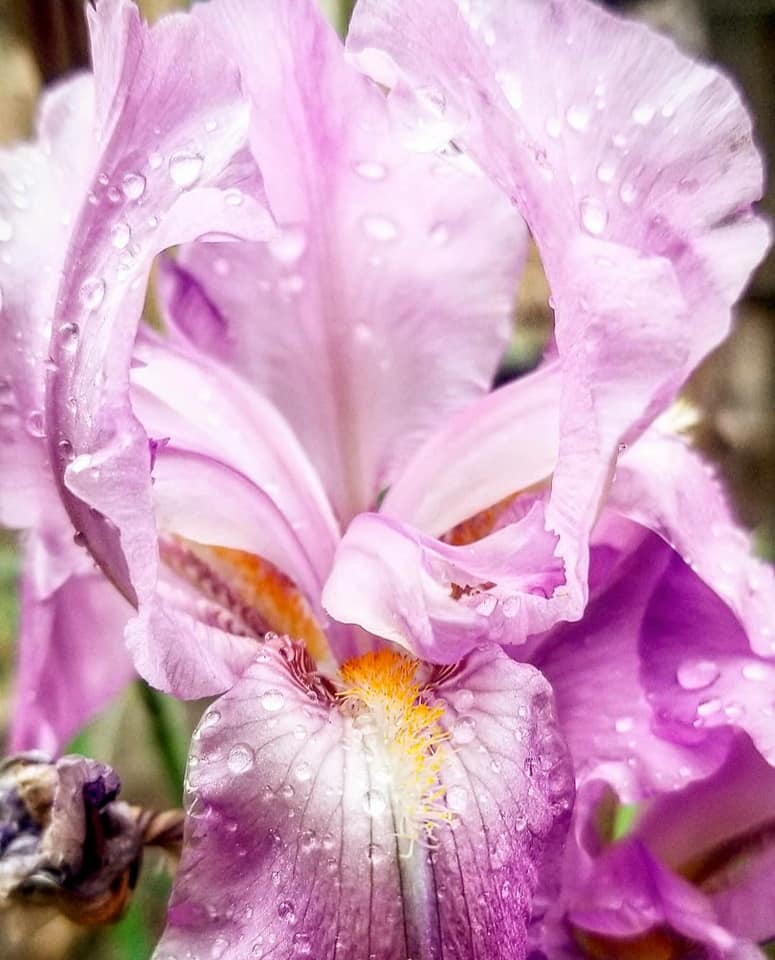 rainy-day-flower-we-are-water